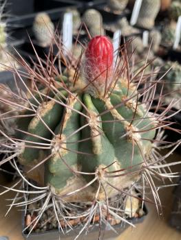Denmoza erythrocephala